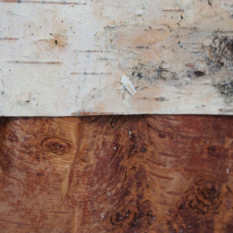 Koivun tuohi molemminpuolin